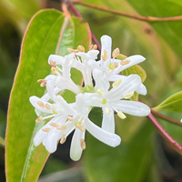 Heptacodium miconioides (jasminoides)